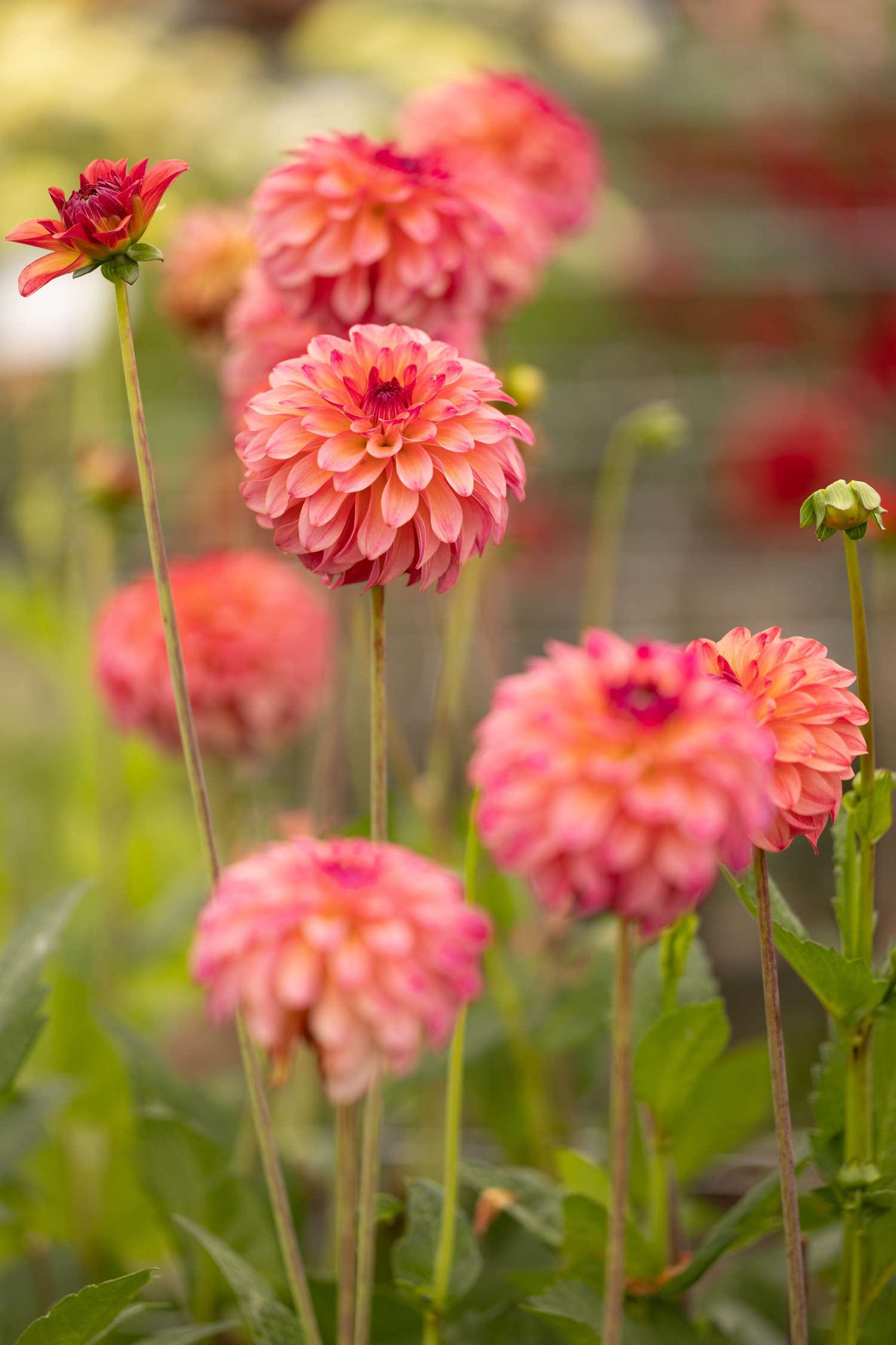 Dahlie 'Belfloor'